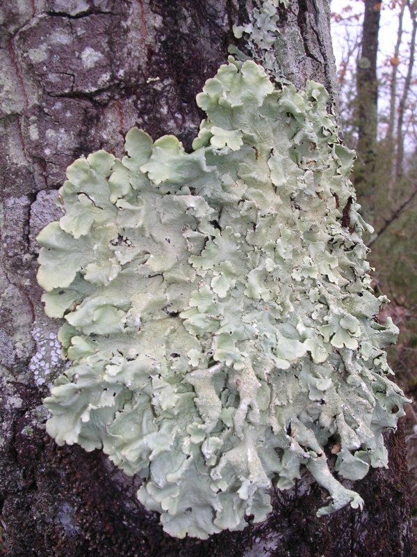 Cladonia convoluta - Parmelia sp.